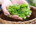 紅茶と緑茶　お茶の葉は同じって知ってました？？